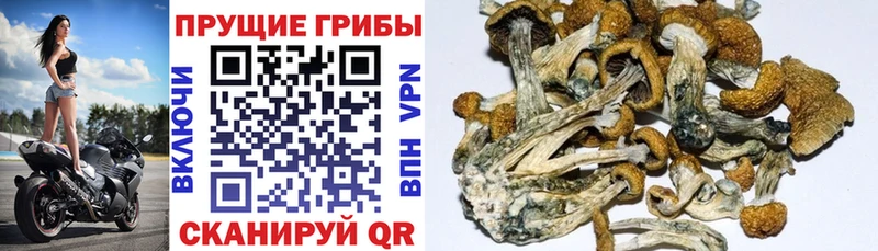 ссылка на мегу ТОР  Дзержинск  Галлюциногенные грибы Magic Shrooms 